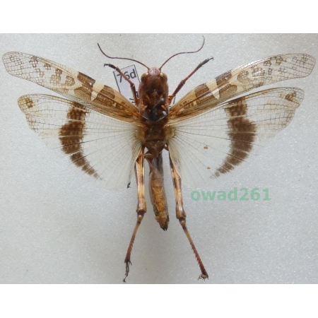 Orthoptera2 sp. Albania76d